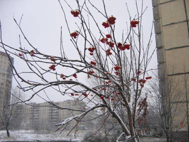 Зима, замерзшая рябина, Российский проспект