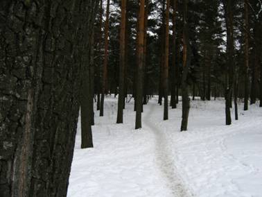 Зима, сосны, Петергоф, Александровский парк