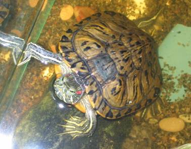 Черепаха, аквариум