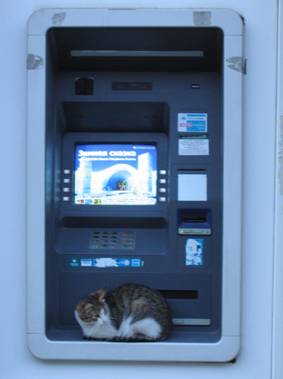 Уличный банкомат, кошка, кот