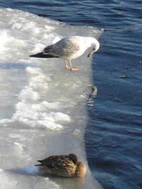 Чайка и утка на льдине в Неве