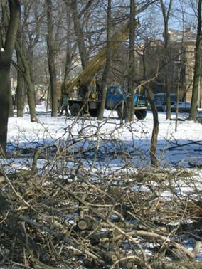 Обрубка, спиливание веток деревьев на Большом проспекте Васильевского острова