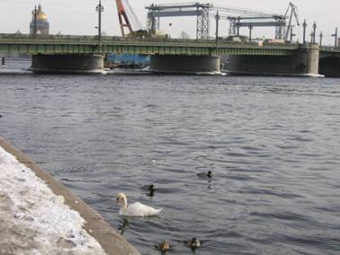 Лебедь в Неве, мост Лейтенанта Шмидта